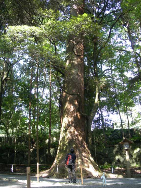Giant jingu-sugi cedar trees in the forest of Ise Jingu Naiku