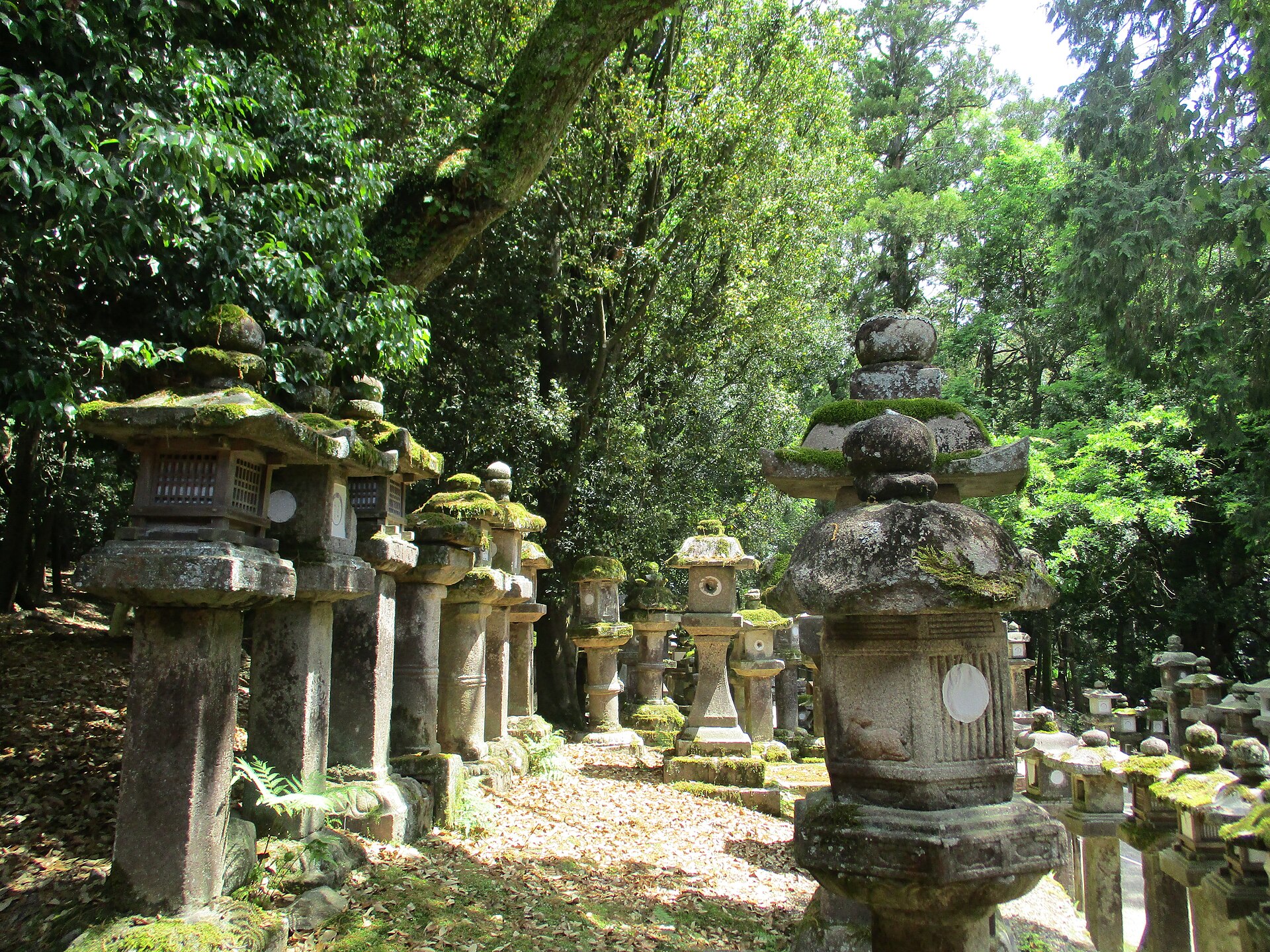 Moss-covered stone lanterns lining the wooded approach to Kasuga Taisha