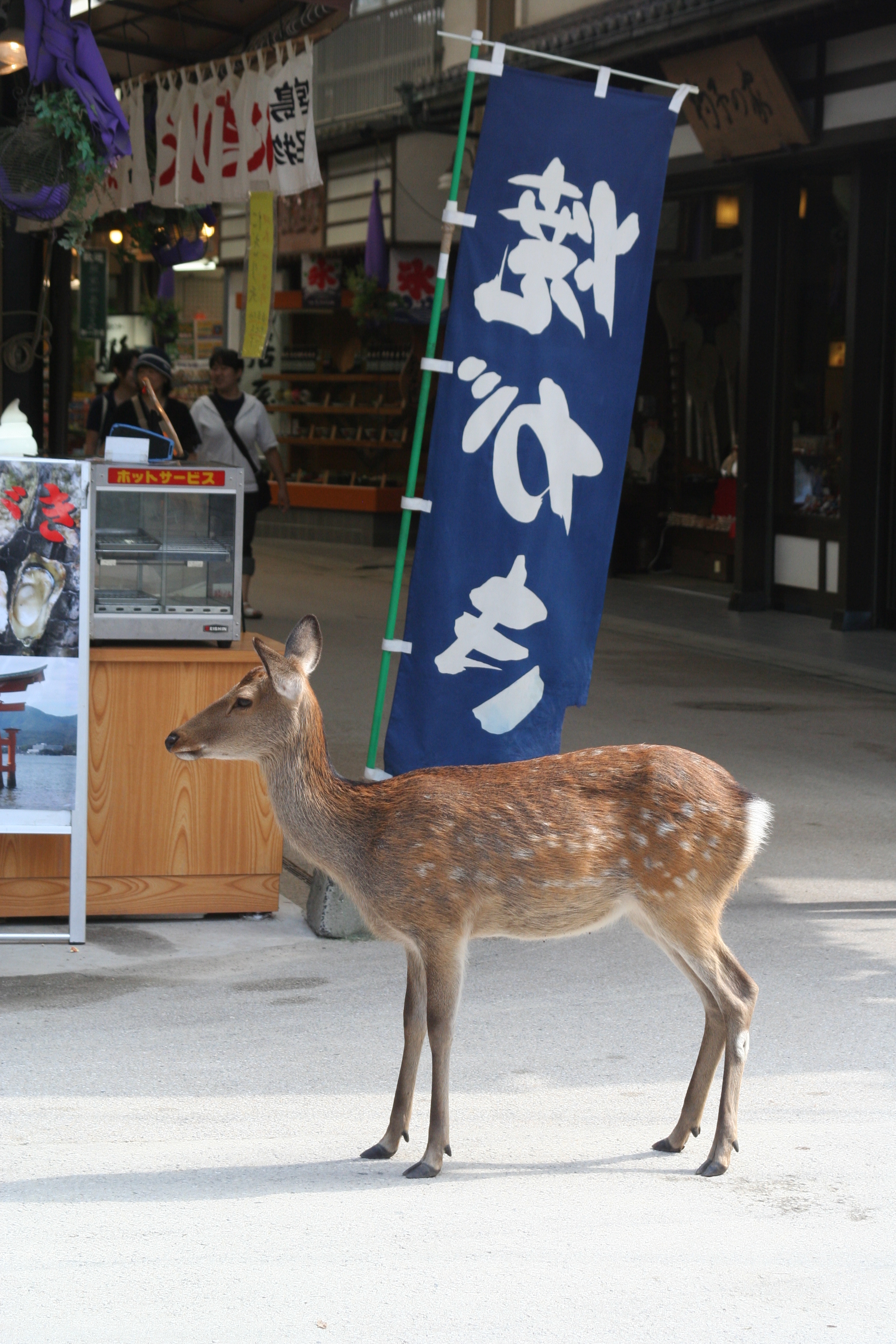 A wild deer on Miyajima near the shore