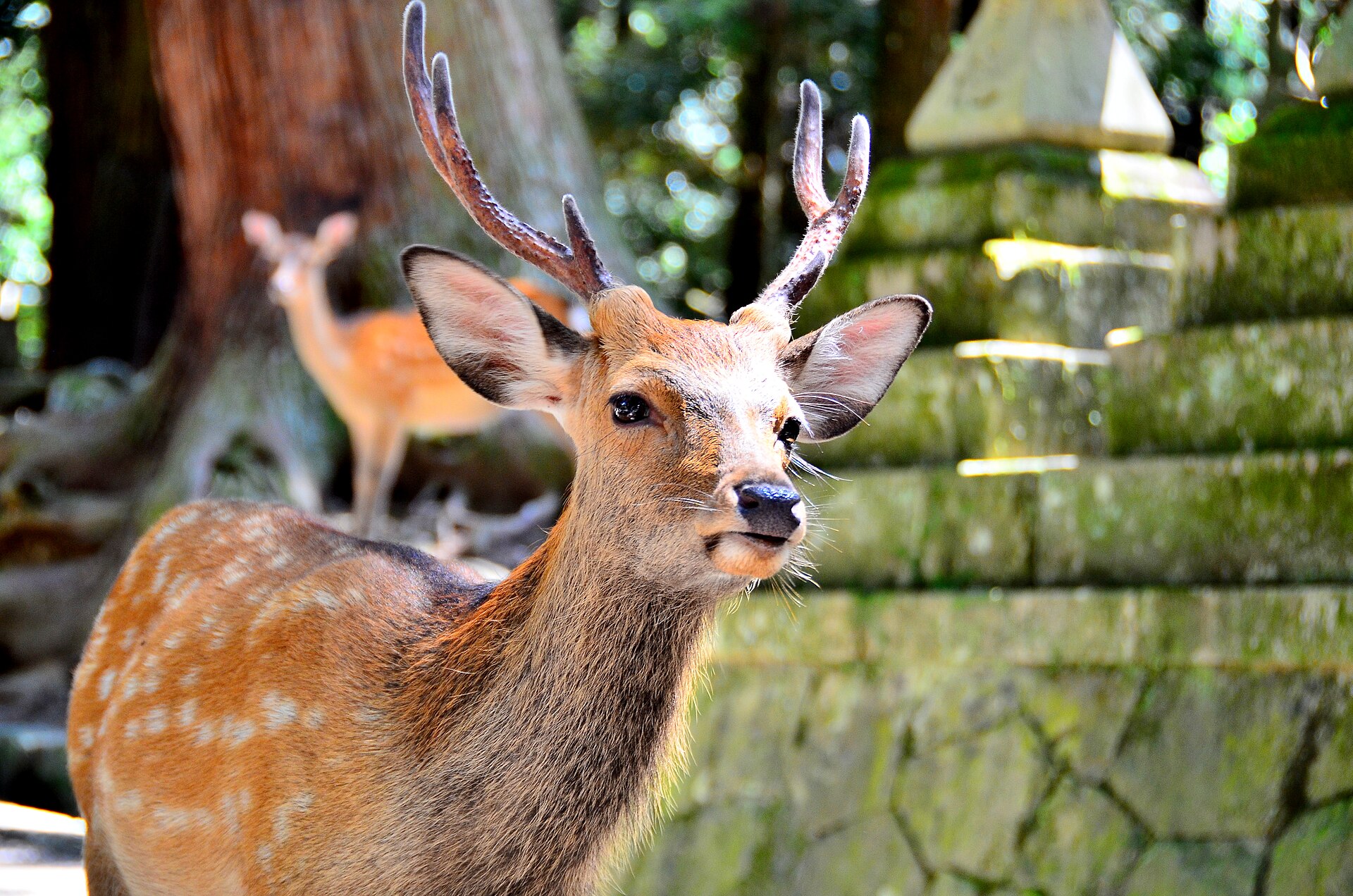 A sika deer in Nara, revered as a sacred messenger of the Kasuga gods