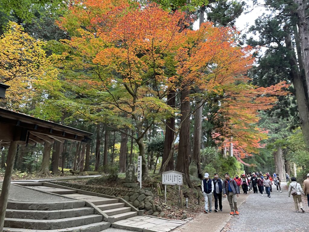 Orange and red maple leaves among tall cedar trees beside the Tsukimizaka approach to Chuson-ji, with visitors walking up the path