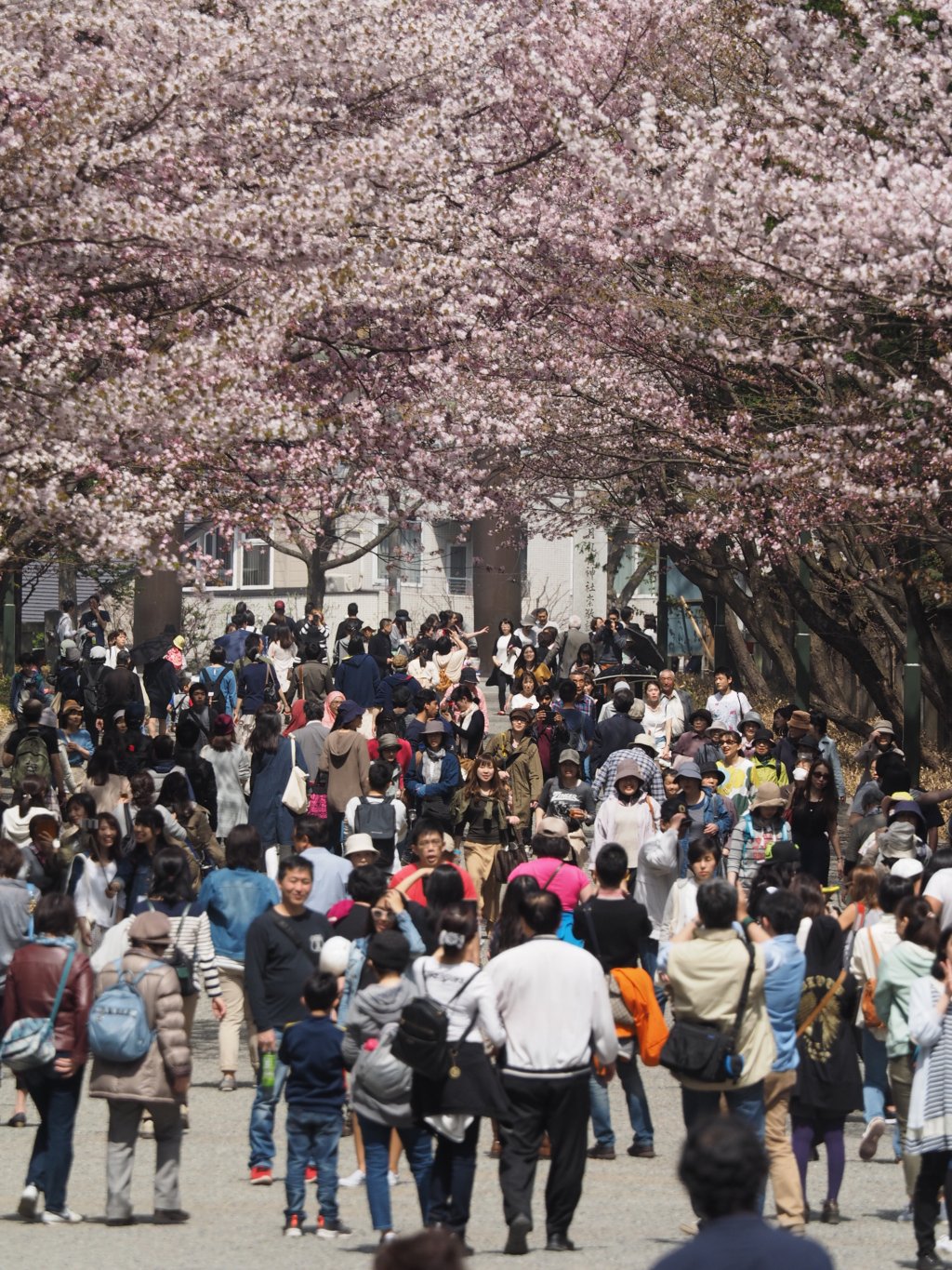 Cherry trees in full bloom along the approach to Hokkaido Jingu in early May